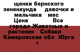 щенки бернского зененхунда. 2 девочки и 2 мальчика(2 мес.) › Цена ­ 22 000 - Все города Животные и растения » Собаки   . Кемеровская обл.,Юрга г.